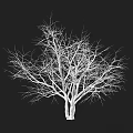 Detailed 3D Bucida Trees Models with Various Heights and Vertex Face Data