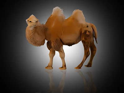 Light Brown Bactrian Camel Standing On Black Background With Reflection 3d model