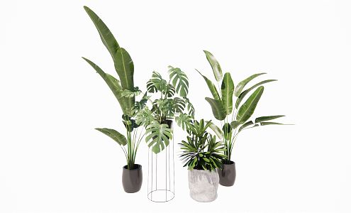 Modern Potted Plant Potted Plant Bird of Paradise Tortoise Bamboo Scatter Kwai 3d model