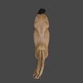 Brown Horse Game Character With Black Mane Tail Muscular Build 3D Rendered