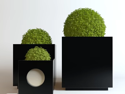 Stylish Bonsai Plants in Black Square Pots with Round Green Foliage 3d model