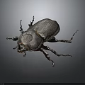 Black Beetle With Shiny Exoskeleton And Six Legs On Dark Background