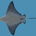 manta ray devil fish spotted eagle ray marine animal marine fish 3d model