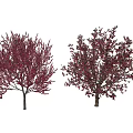 Two Arbor Trees With Deep Red And Red Green Leaves On White Background 3d model