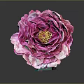 Pink Peony Flower Featuring Layered Pink White Petals And Yellow Stamen Center On Dark Background