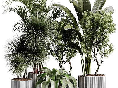 Various Green Potted Plants Including Palms And Shrubs In Gray Striped Pots 3d model
