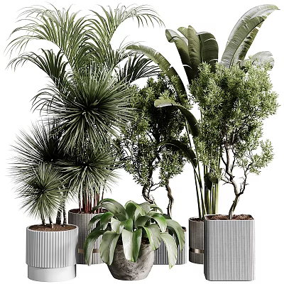 Various Green Potted Plants Including Palms And Shrubs In Gray Striped Pots 3d model