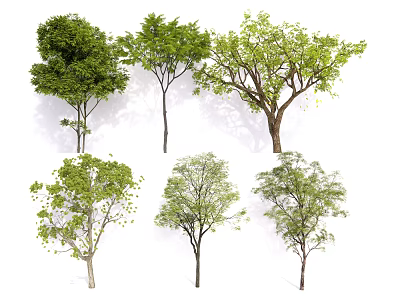 Various Arbor Trees With Green Foliage And Tall Trunks In Collection 3d model