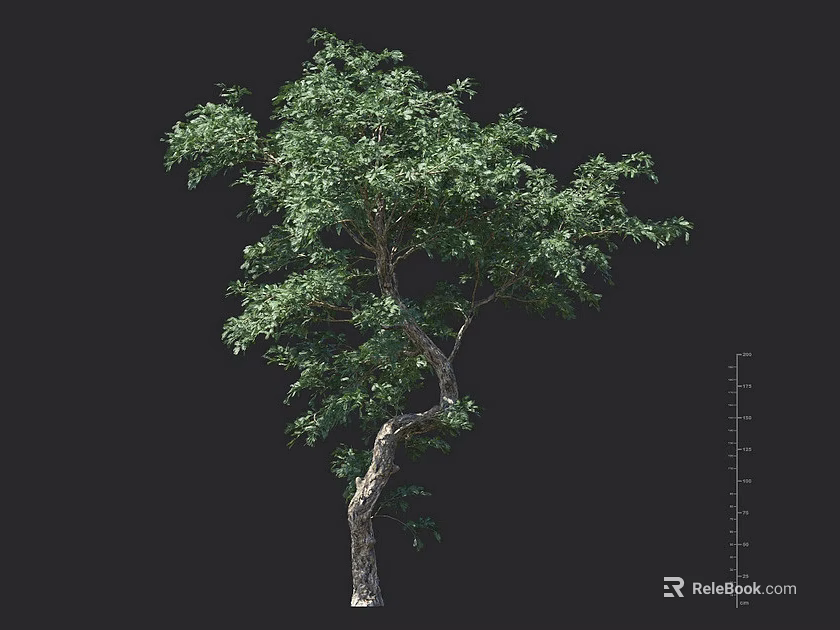 Arbor 3D Model With Curved Trunk And Lush Green Foliage 3d model