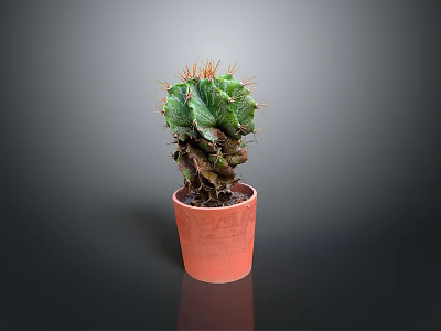 Green Spiky Cactus Plant In Orange Clay Pot On Dark Minimal Background 3d model