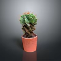 Green Spiky Cactus Plant In Orange Clay Pot On Dark Minimal Background