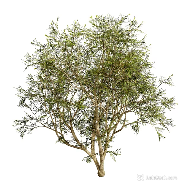 Lush Green Leafy Tree With Branched Trunk Isolated On White Background 3d model 