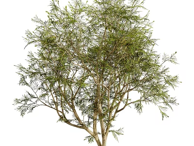 Lush Green Leafy Tree With Branched Trunk Isolated On White Background 3d model