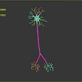 Neuron Brain Cell Structure With Dendrites Axon And Cell Body 3D Rendering 3d model