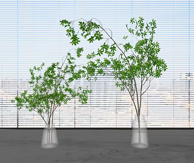 Transparent Vases With Green Leafy Branches Placed By Window Blinds And Natural Light 3d model