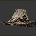 Natural Weathered Wooden Tree Stump With Green Moss And Wood Chips Soil