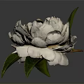 White Flower with Delicate Petals and Fresh Green Leaves Isolated on Dark Background