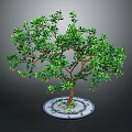 Potted Tree with Green Leaves Orange Fruits and Brown Trunk in Circular Pot White Pebbles