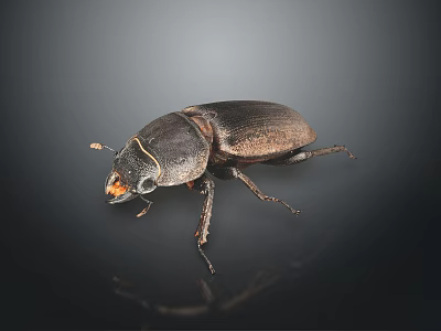 Close up view of shiny black stag beetle with large mandibles on dark background 3d model