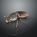 Close up view of shiny black stag beetle with large mandibles on dark background