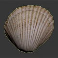 Elegant Shell Shaped Daily Life Product With Natural Texture For Home Decor