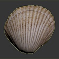 Shell Cartoon Pearl Pink Red Shell Mussel Clam Freshwater Pearl Seawater Pearl Nanyang Pearl 3d model