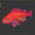Red Fish With Red Fins Yellow Eyes Orange Spots On Gray Background With Reflection