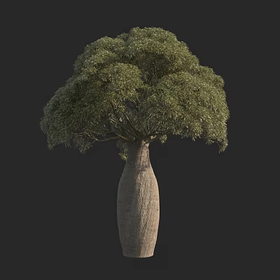 Distinctive Bottle Shaped Trunk Tree With Lush Green Foliage And Isolated Dark Background 3d model