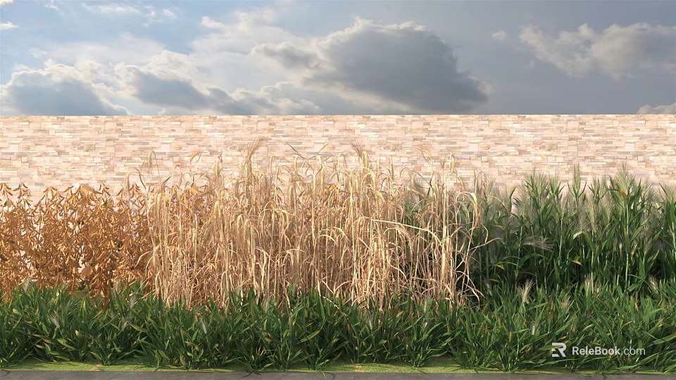 Golden and Green Grasses Growing in Front of Brick Wall Under Blue Sky with Clouds 3d model 