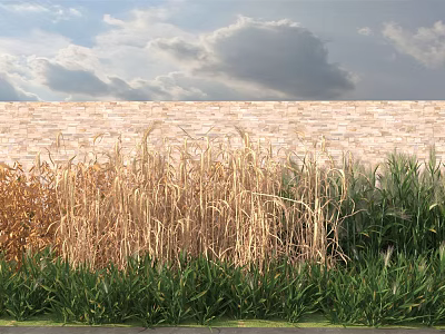Golden and Green Grasses Growing in Front of Brick Wall Under Blue Sky with Clouds 3d model