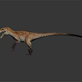 Velociraptor Dinosaur Character Model Standing With Open Mouth Green Eyes And Brown Striped Skin