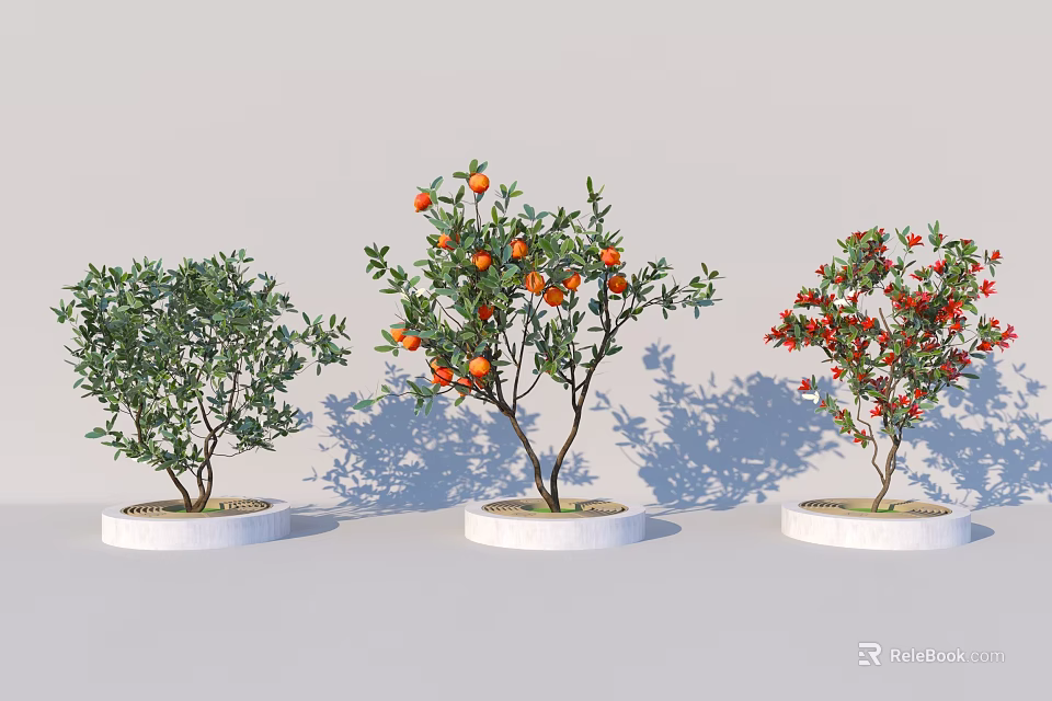 Three Ornamental Trees with Green Leaves Orange Red Fruits in White Pots on Gray Background 3d model 