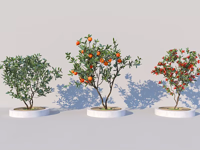 Three Ornamental Trees with Green Leaves Orange Red Fruits in White Pots on Gray Background 3d model