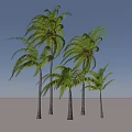 Tropical Palm Trees With Green Fronds And Slender Trunks In Natural Posture