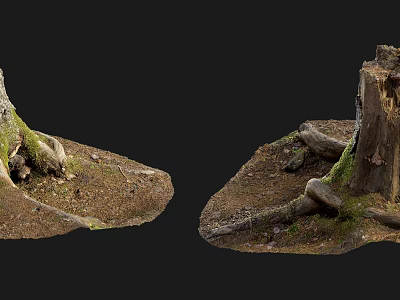 Arbor Tree Stumps Featuring Exposed Roots And Moss Covered Surfaces On Natural Soil 3d model