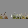 Various Ornamental Grasses with White Plumes and Brown Foliage for Landscaping