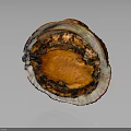 Abalone with Open Shell Showing Orange Interior and Textured Surface on Dark Background 3d model