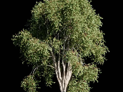 Lush Arbor Featuring Dense Green Foliage And Sturdy Trunk Structure 3d model