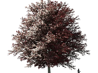 Tall Lush Arbor With Red And White Foliage In Natural Growth 3d model