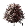 Tall Lush Arbor With Red And White Foliage In Natural Growth