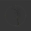 Dry Leafless Tree with Slender Trunk and Fibrous Roots on White Background