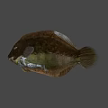 Delicious Fresh Brown Green Spotted Fish With Textured Body And Fins