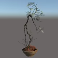 Bonsai Plant With Curved Branches And Delicate Leaves In Terracotta Pot For Home Decor