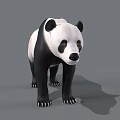 Realistic 3D Panda Model With Black And White Fur Standing On Gray Background