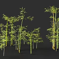 Lush Green Bamboo Plants With Tall Stems And Fresh Leaves In Group
