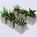 Six Different Aloe Vera Potted Plants in Gray Square Concrete Pots on White Background