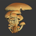 Fresh Orange Mushrooms of Various Sizes on Black Background With Reflections