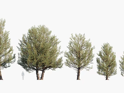 Arbor Trees In Various Sizes With Human Figure And Green Foliage 3d model
