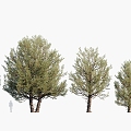 Plants Trees Big Trees Landscape Trees Arbor 3d model