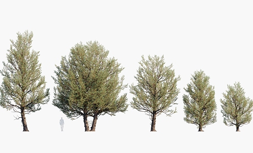 Plants Trees Big Trees Landscape Trees Arbor 3d model